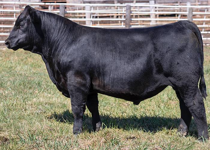 Hoover Angus Farm | HERD SIRES