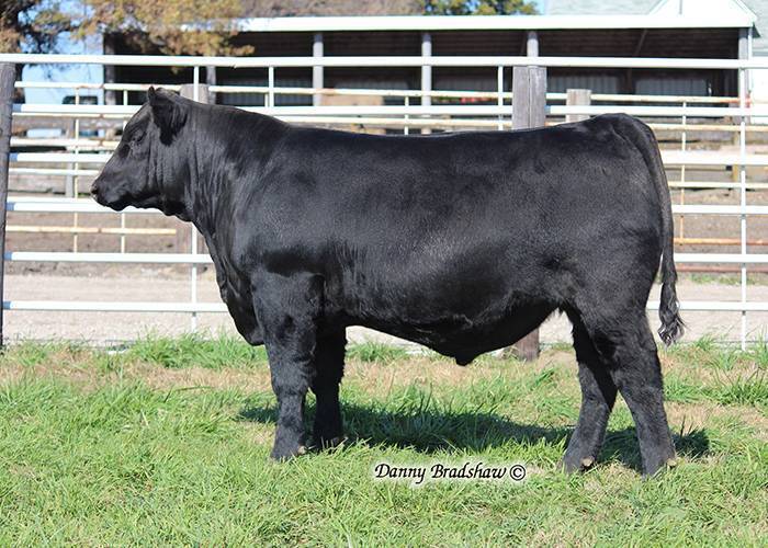 Hoover Angus Farm | SALES